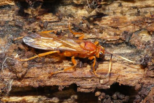 Réf. 271 513 : Lymantrichneumon disparis